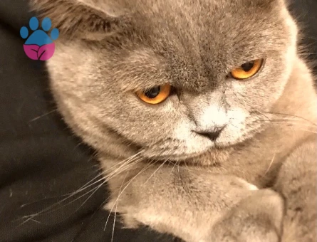 British Shorthair 2 Aylık Yavrumuz