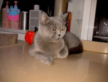 British Shorthair 2 Aylık Yavrumuz
