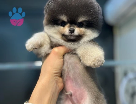 Poomeranian Boo 2 Aylık Erkek