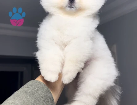 Poomeranian Boo 2 Aylık Erkek