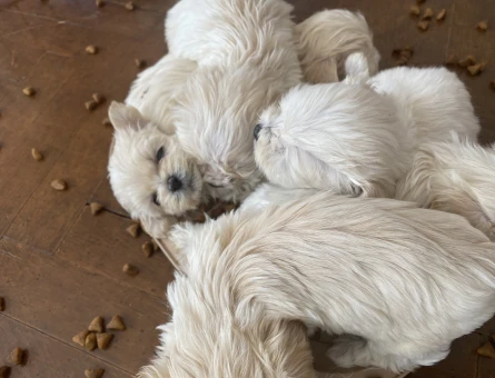 Maltese Terrier Yavrular