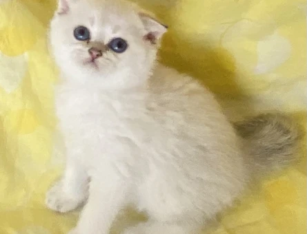 Safkan Silver Point yemyeşil gözlü bembeyaz