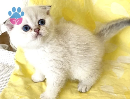 Safkan Silver Point yemyeşil gözlü bembeyaz