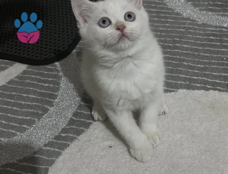 Kedime hâlâ sahiplendirmeyi bekliyorum tarihe aldanmayın mesaj atabilirsiniz