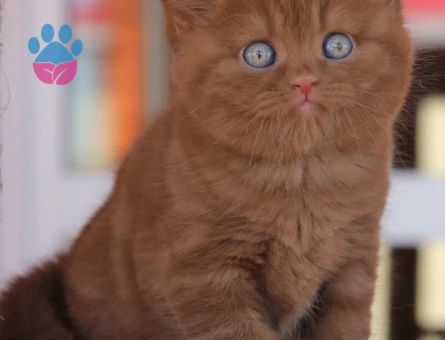 Scottish Fold Çikolata Erkek 2 Aylık