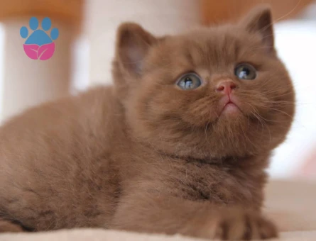 Scottish Fold Çikolata Erkek 2 Aylık