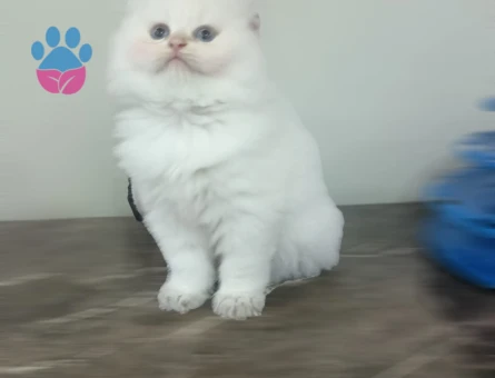 Dişi schootich fold yavru kedi