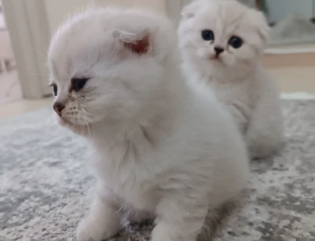 Scottish Fold yavrular - 4387