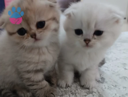 Scottish Fold yavrular