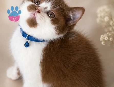 Nadir Renk British Shorthair Bicolor Çikolata 2 Aylık