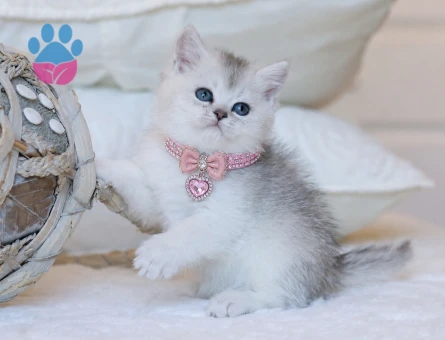 British Shorthair Silver Kızımız 2 Aylık
