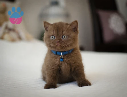 British Shorthair Çikolata Erkek Yavrumuz
