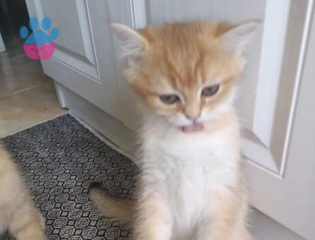 British shorthair