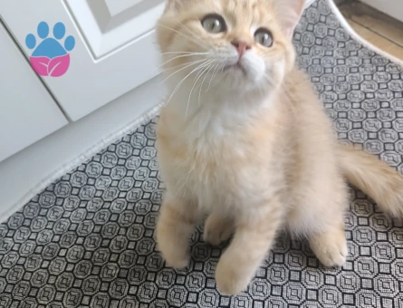 British shorthair
