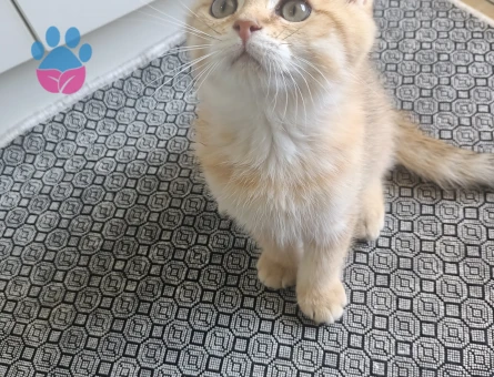 British shorthair