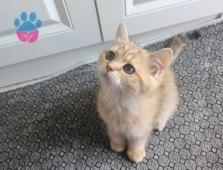 British shorthair