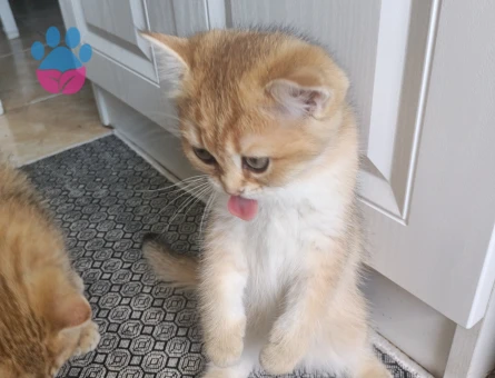 British shorthair