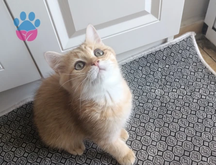 British shorthair
