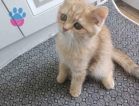 British shorthair