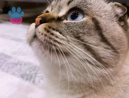 Scottish fold 1 Yaşında Yuva Arıyor