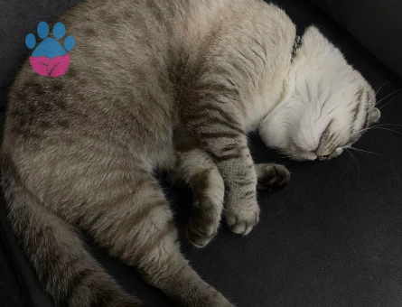 Scottish fold 1 Yaşında Yuva Arıyor