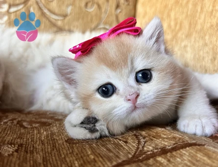 Saf Kan Golden British Shorthair Yavrular(Wcf kayıtlı)