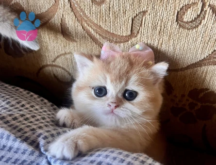 Saf Kan Golden British Shorthair Yavrular(Wcf kayıtlı)