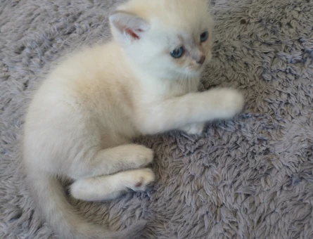 British Shorthair 2 Aylık - 4399
