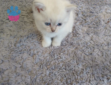 British Shorthair 2 Aylık