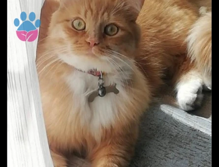 İran Kedisi  Dost Canlısı Yuva Arıyor