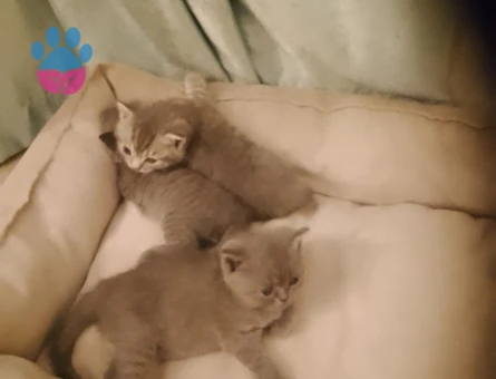 Brithis yavrularımız