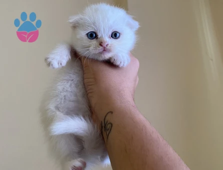 Odd eyes scottish fold ve straight bebekler