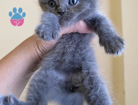 Odd eyes scottish fold ve straight bebekler