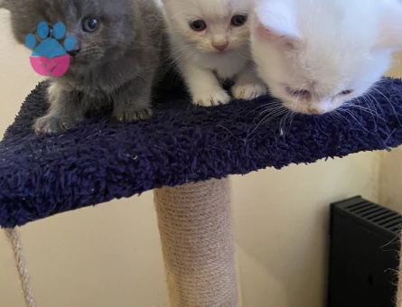 Odd eyes scottish fold ve straight bebekler