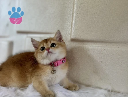 British Shorthair Golden Minik Bir Altın Parçası