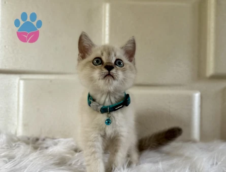 British Shorthair Masmavi Gözlü Yakışıklımız Yuva Arıyor