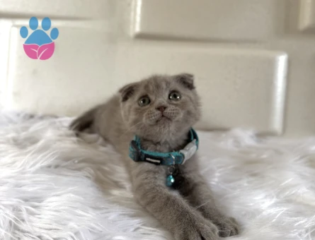 Minik Fındığımız Scottish Fold Lilac Erkek