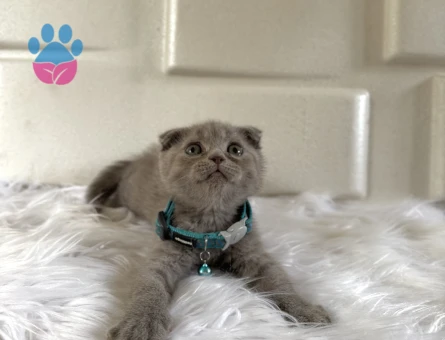 Minik Fındığımız Scottish Fold Lilac Erkek