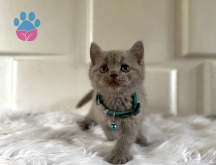 2 Aylık British Shorthair Lilac Erkek