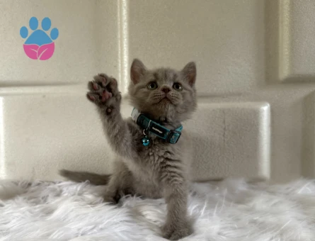 2 Aylık British Shorthair Lilac Erkek