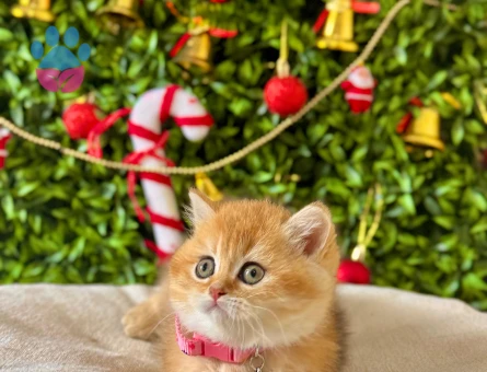 British Shorthair Golden Prenses Yuva Arıyor