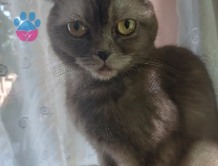 Sevimli bakışlara sahip kedim