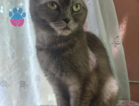 Sevimli bakışlara sahip kedim