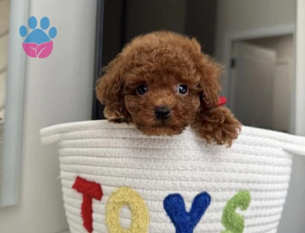 Red Brown Toy Poodle Bebekler