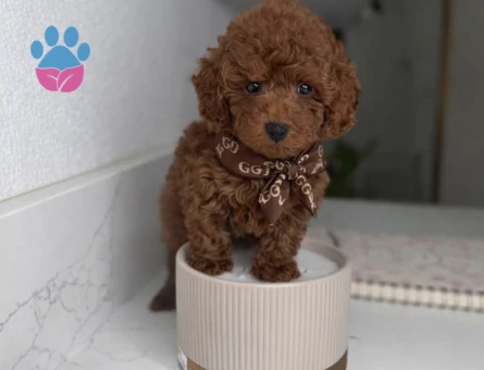 Toy poodle Mini Sevimli Bebekler