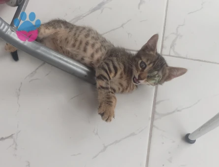 Acil yuva aranıyor