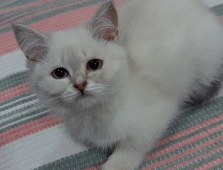 Evcil British Shorthair 2 Aylık Dişi - 4835