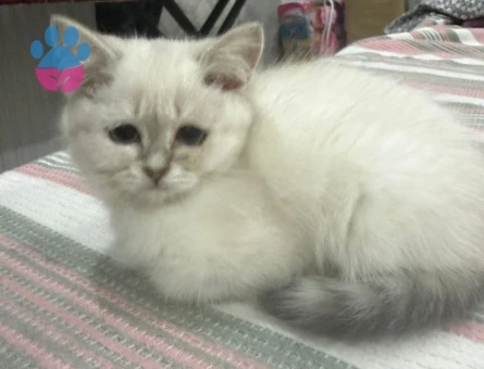 Evcil British Shorthair 2 Aylık Dişi
