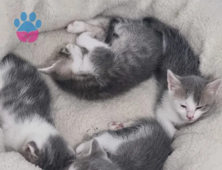 3 Yaşında British shorthair Yavrular