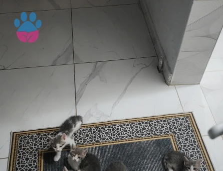 3 Yaşında British shorthair Yavrular